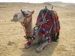 Massawa-Suez-Cyril 335